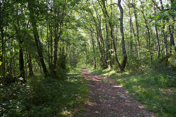 Le GR86 au dessus du ruisseau de Rodes