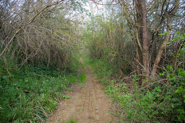 Le GR86 sous Cap de Bosc