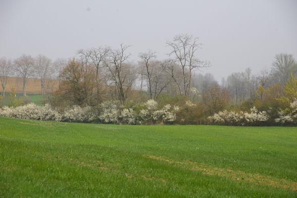 Les haies sont en fleur en remontant vers Cap de Bosc