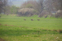 Des chevreuils vers Matelasse sur le GR86