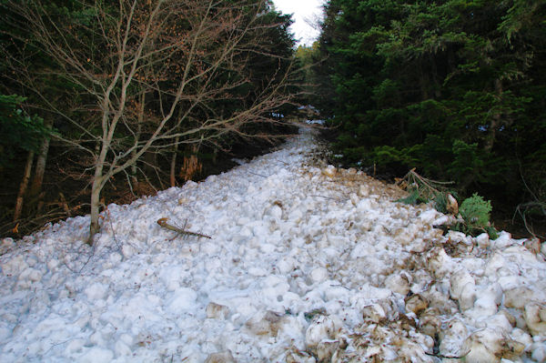 Une coule de neige dans le Bois d_Echre