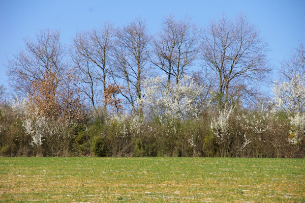 Les haies en fleur  Bel air au dessus de Mourousse