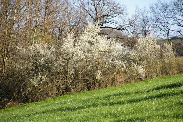 Les haies en fleur au dessus de Mourousse