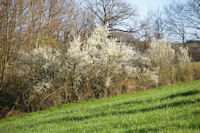 Les haies en fleur au dessus de Mourousse