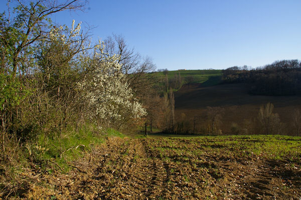 Les haies fleuries en remontant  Cardayr