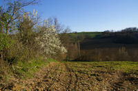 Les haies fleuries en remontant  Cardayr