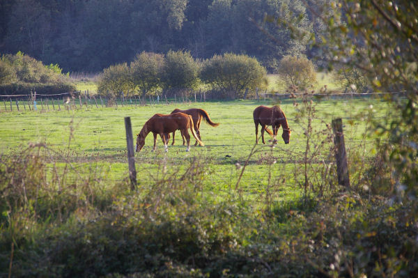 Quelques chevaux sur les bords de la Saune