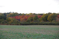 Couleurs d'automne vers Les Pins sur le GR86