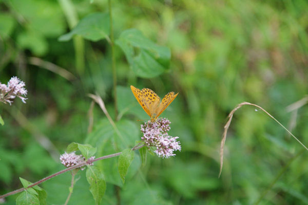 Un papillon en Fort de Mauboussin