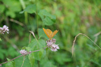 Un papillon en Fort de Mauboussin