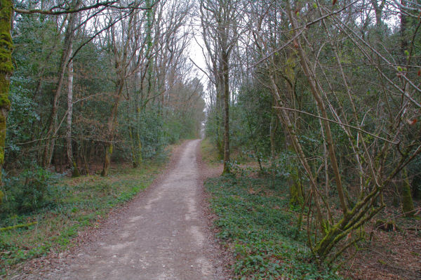 Dans la Fort Domaniale de Gardeilhac