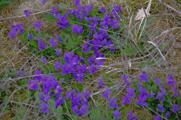 Des violettes!