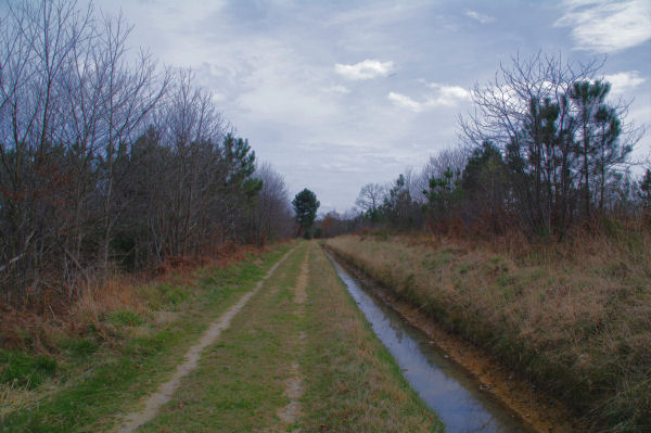 Dans le Bois du Gouttil au bord du canal de Franquevielle  Gardeilhac