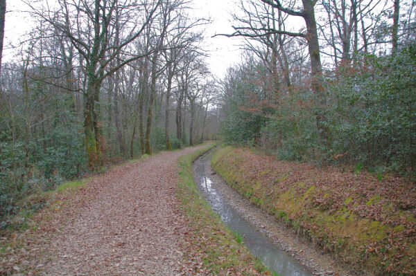 Dans la Fort Domaniale de Gardeilhac au bord du canal de Franquevielle  Gardeilhac