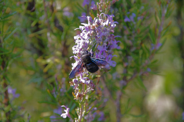 Dernires fleurs  butiner