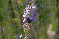 Dernieres fleurs a butiner