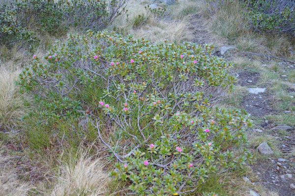 Un rhododendron qui se croit au printemps!