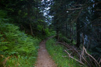 Le chemin bois descendant  Pont du Prat (Tramesaygues)