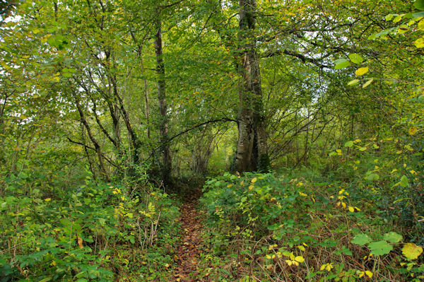 Le sentier sous Bgorre