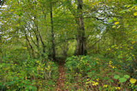 Le sentier sous Bgorre