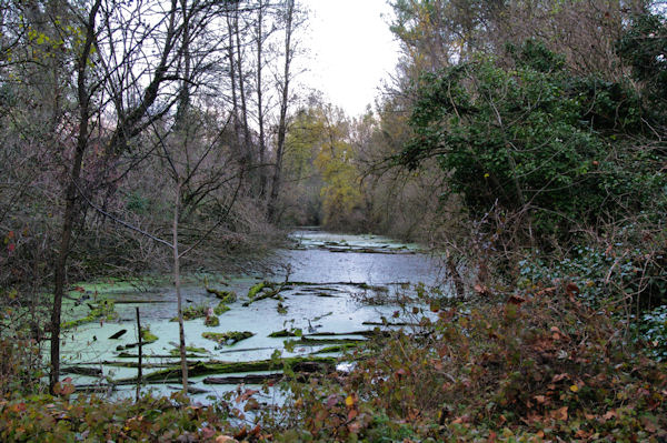 Bras mort de la Garonne