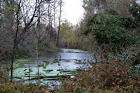 Bras mort de la Garonne