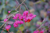 Fleurs d'hivers