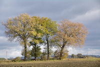 Tetralogie en automne