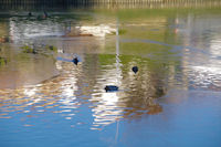 Le lac de St Clair gel