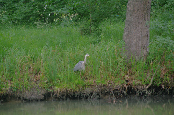 Encore un hron sur le Canal du Midi