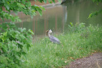 Festin de Heron