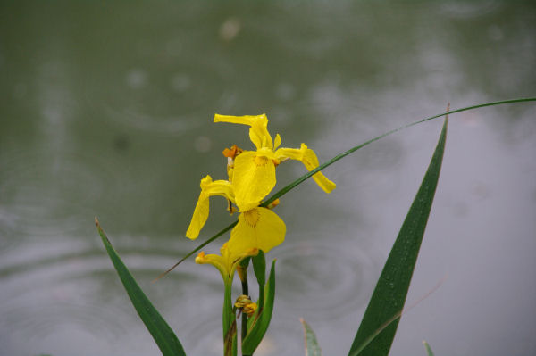 Les iris jaune tout au long du Canal du Midi