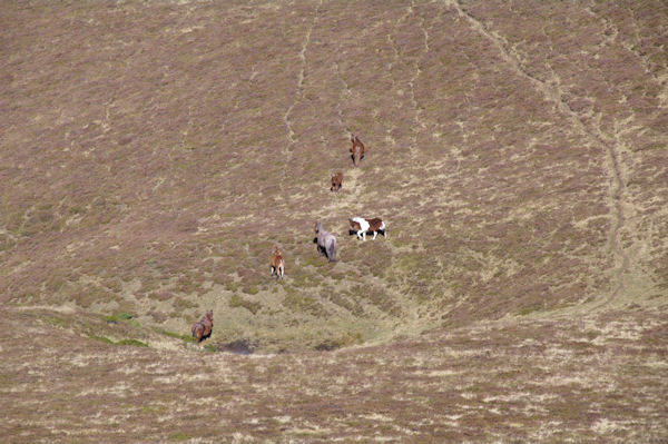 Des chevaux au ruisseau de Pouyau