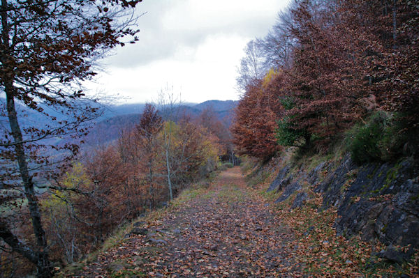 Le GR101 dans le Bois de la Prze