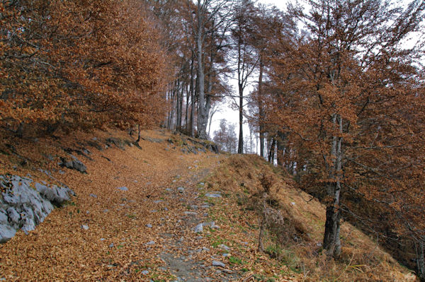 Un chemin forestier dans le bois de la Prze