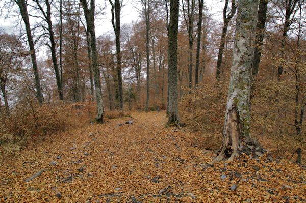 Un chemin forestier dans le bois de la Prze