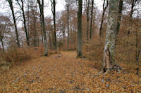 Un chemin forestier dans le bois de la Prze