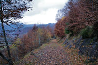 Le GR101 dans le Bois de la Preze