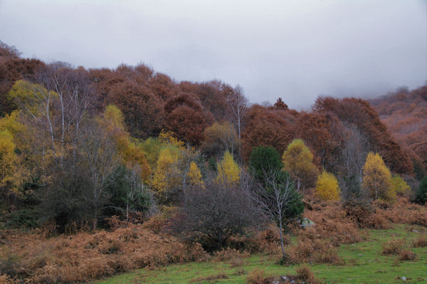 Le Bois de la Prze