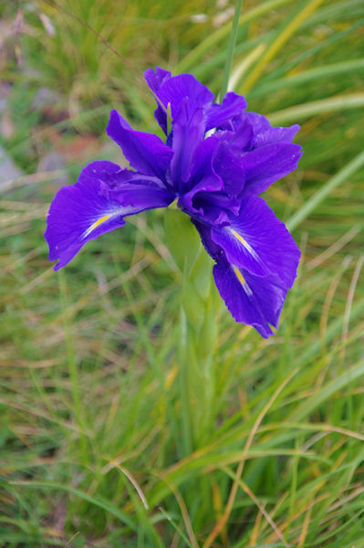 Un des rares iris rencontr ce jour l