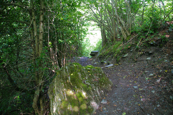 Le sentier dans le Bois du Sequet