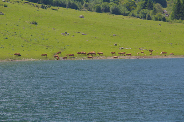 Les bords du Lac du Tech