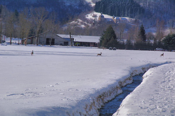 Des chevreuils au bord du ruisseau du Gerrit