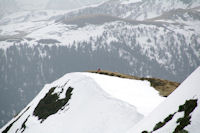 Marie Franoise  la cote 1831 sur la crte du Pic de Mont Aspet