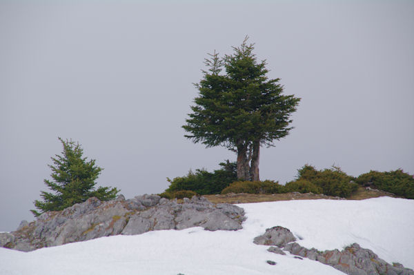 Un peu de verdure dans la grisaille