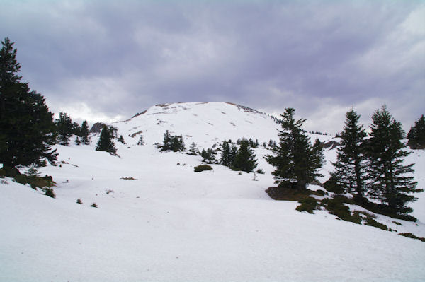 Le Cap Nests