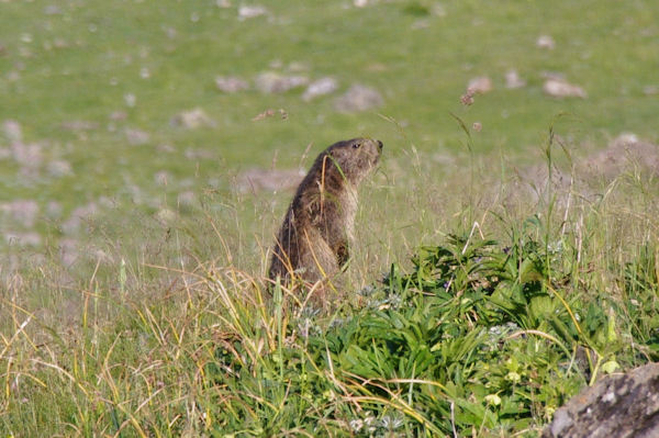 Marmotte aux aguets!