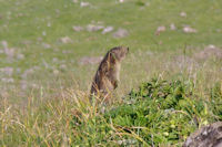 Marmotte aux aguets!