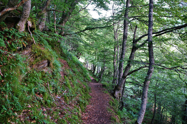 Le chemin sous la sapinire d_Estousou