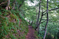 Le chemin sous la sapiniere d'Estousou